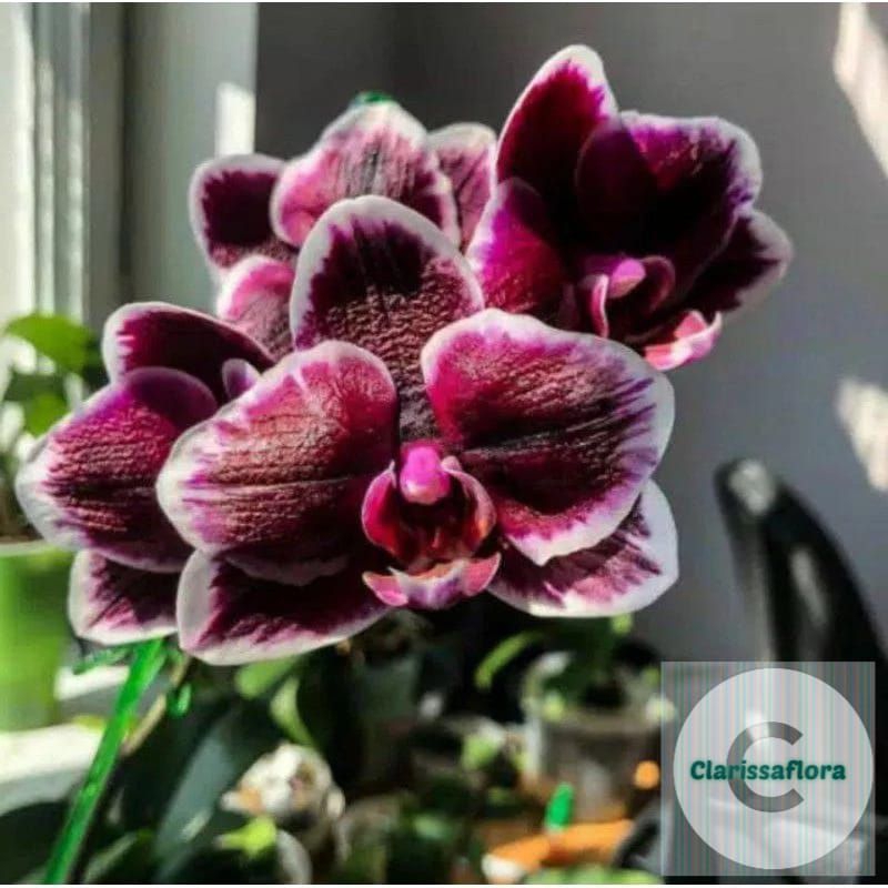 ANGGREK DENDROBIUM JUMBO DEWASA ( BLACK RED ) BUNGA ANGGREK DENDROBIUM JUMBO DEWASA