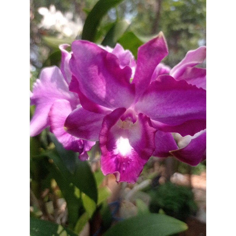 Anggrek Dendrobium King Dragon