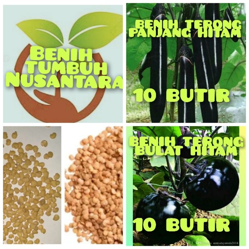 BENIH TERONG BULAT HITAM DAN BENIH TERONG PANJANG HITAM