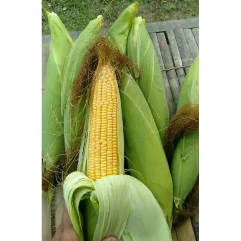 

Jagung manis 2 buah freshh