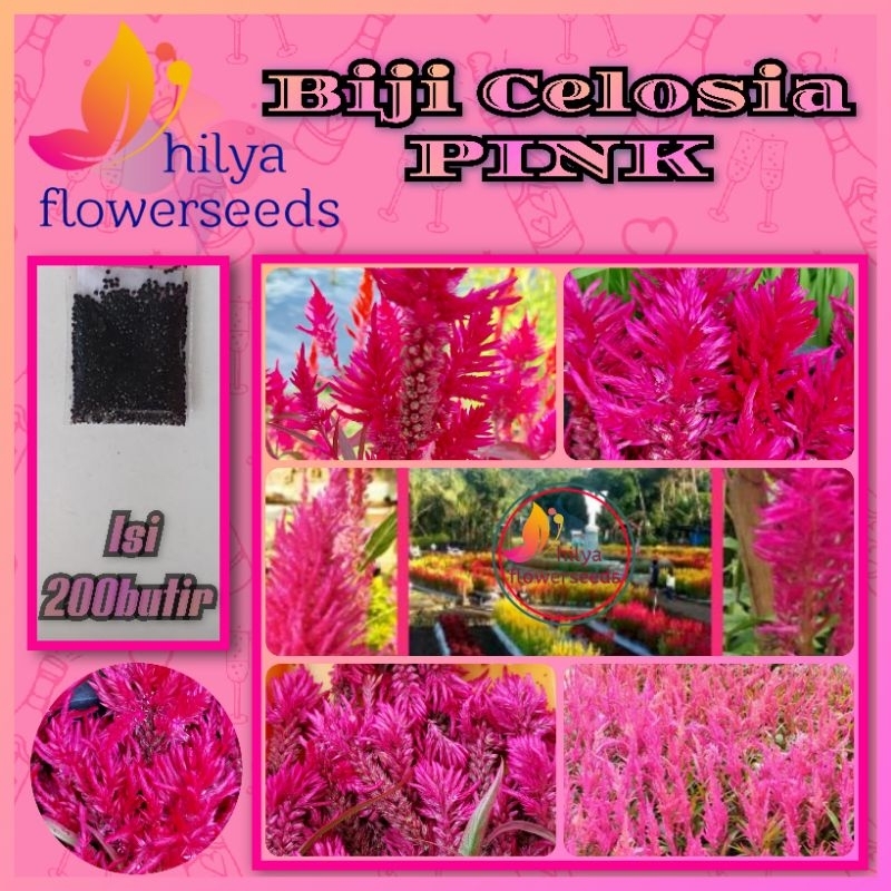 Biji Bunga Celosia (pink)