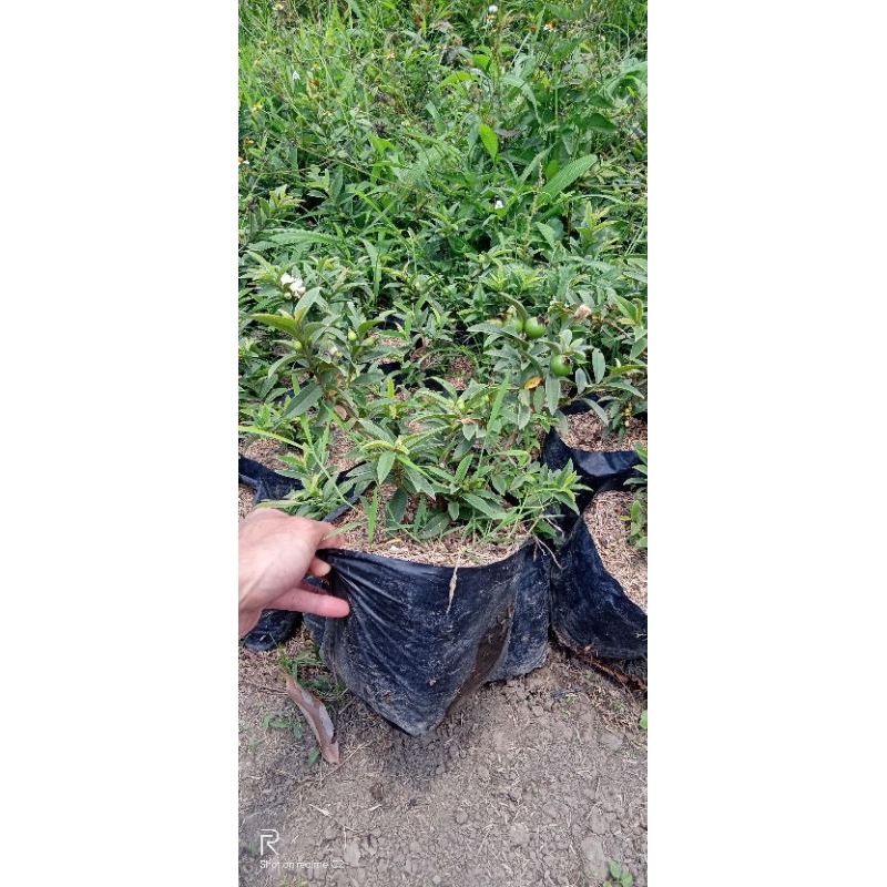 bibit tanaman buah jambu mini bahan bonsai tanaman buah