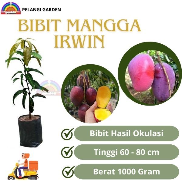 Bibit Mangga Irwin, Bibit Mangga Berbuah  Irwin, Bibit Mangga Manis, Bibit Mangga Unggul