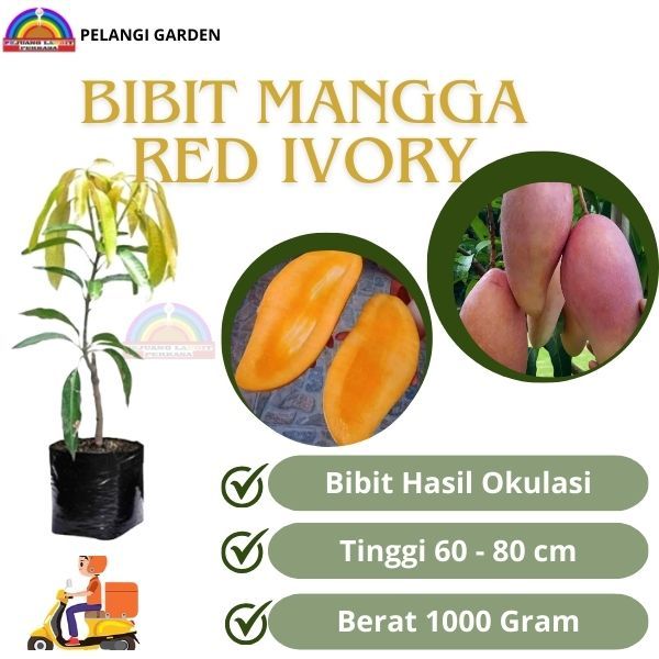 Bibit Mangga Ivory, Bibit Mangga Manis Ivory, Bibit Mangga Unggul, Bibit Mangga Unggulan