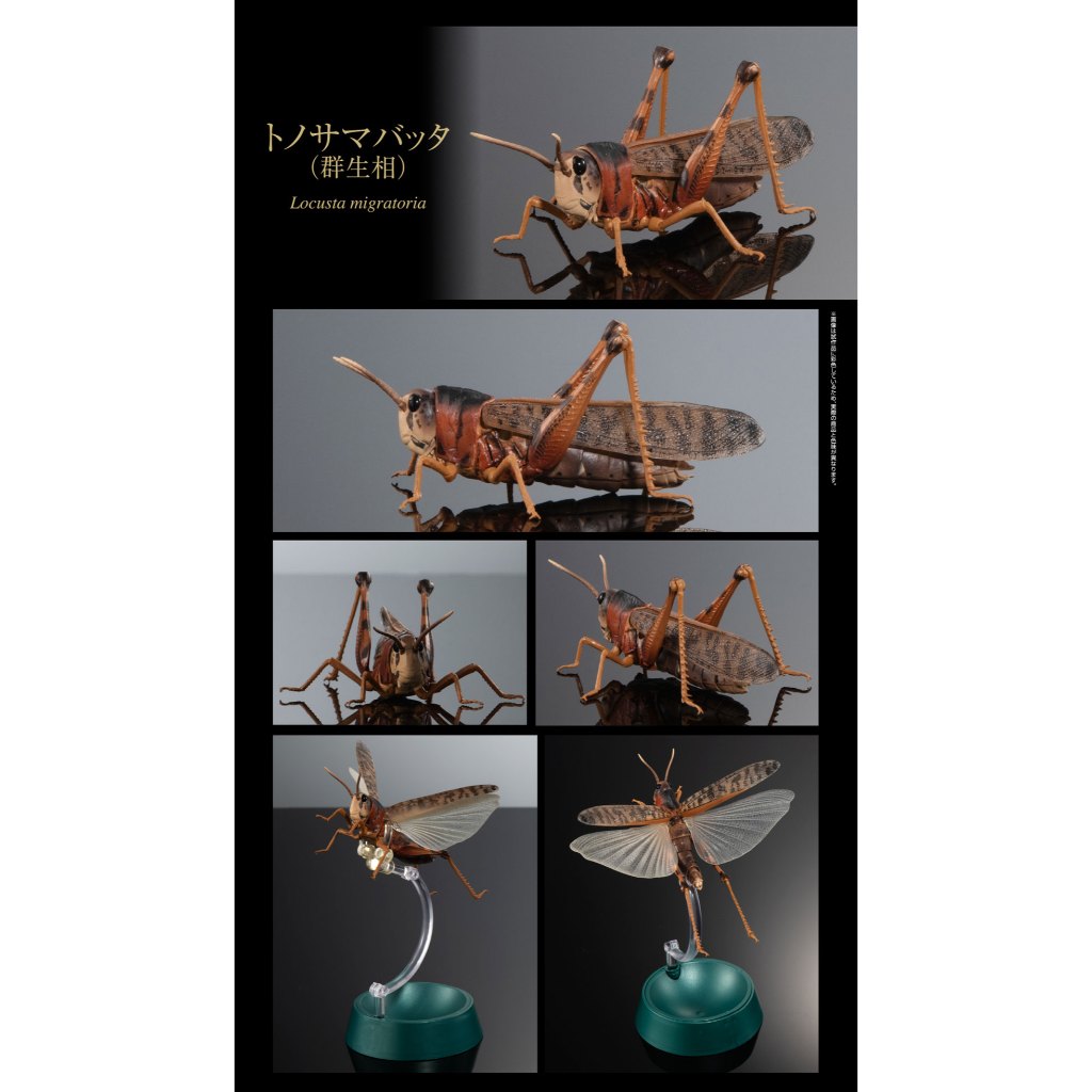Grasshopper Gregarious Belalang Ikimono Advance Tonosama Batta Bandai Gashapon Gacha Capsule Toy Dan