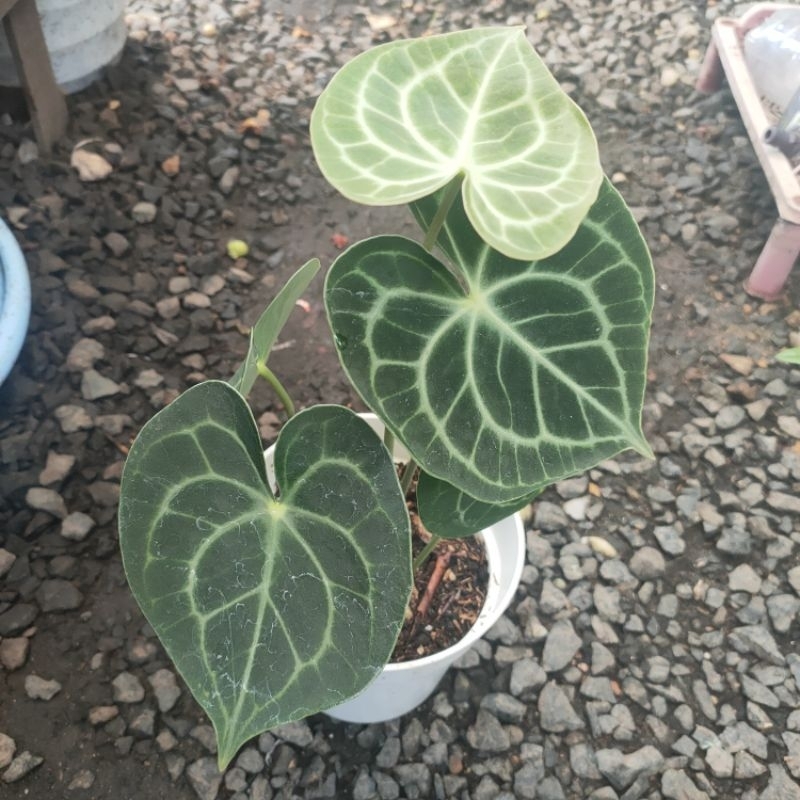 anthurium kuping gajah hybrid/clarinervium hybrid