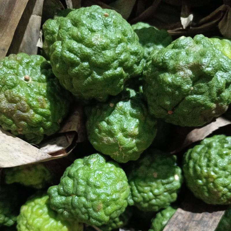 

Grosir Jeruk Purut Super 5pcs Segar