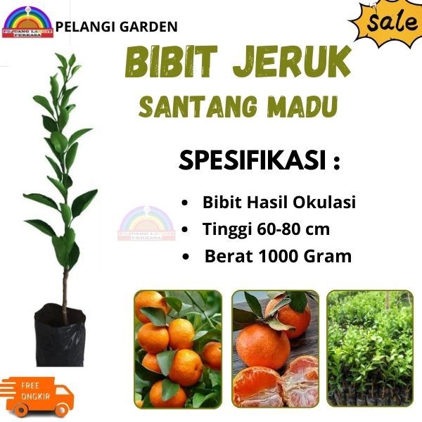 Bibit Jeruk Santang Madu, Bibit Jeruk Manis Santang Madu, Bibit Jeruk Unggul