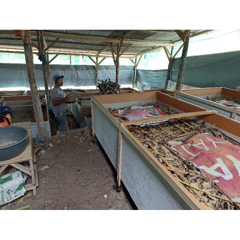 Jangkrik Pakan Burung