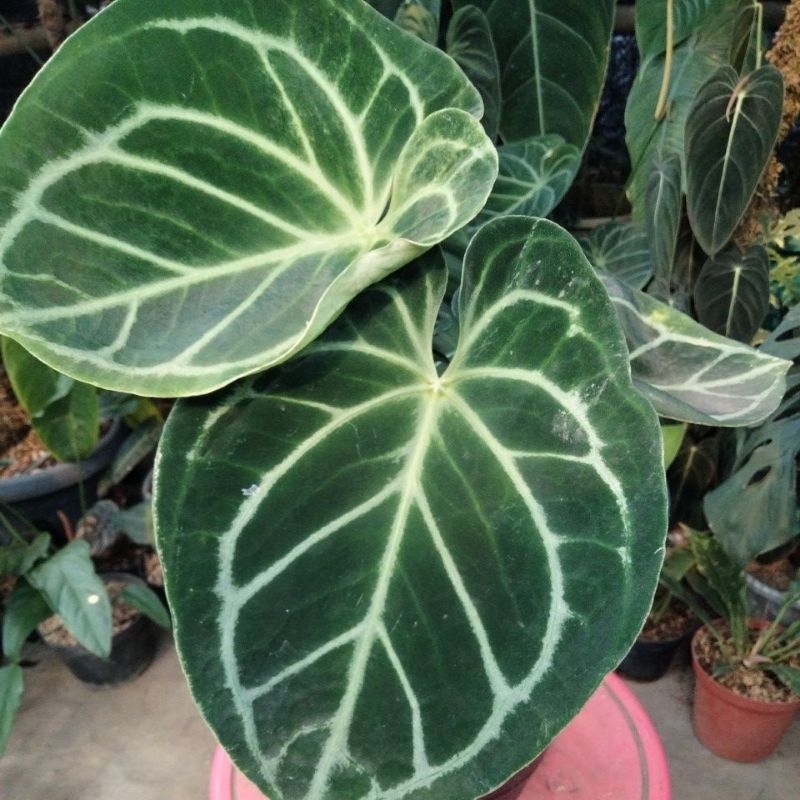 tanaman hias dorayaki