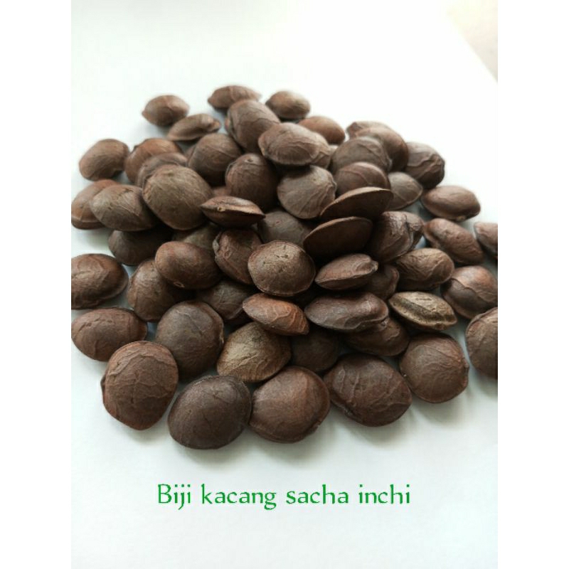 Benih Bibit Biji Kacang Bintang Sacha Inchi Kacang Gunung 100 biji