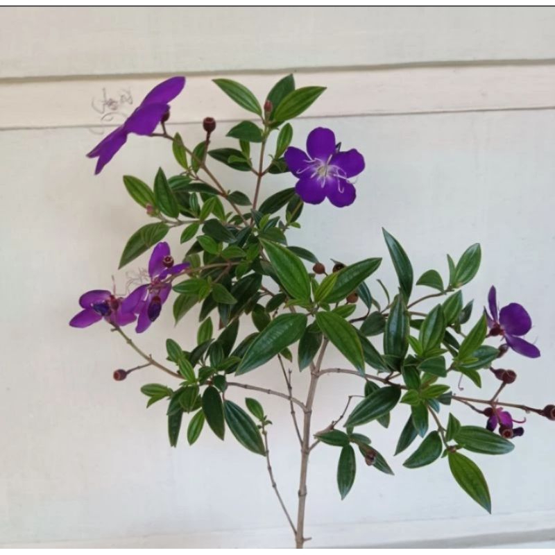 Tanaman taibo cina / senggani