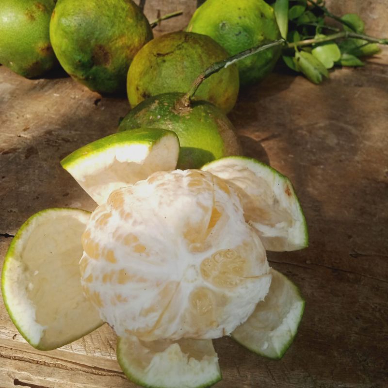 

Jeruk Manis Masak di Pohon 1 Kg