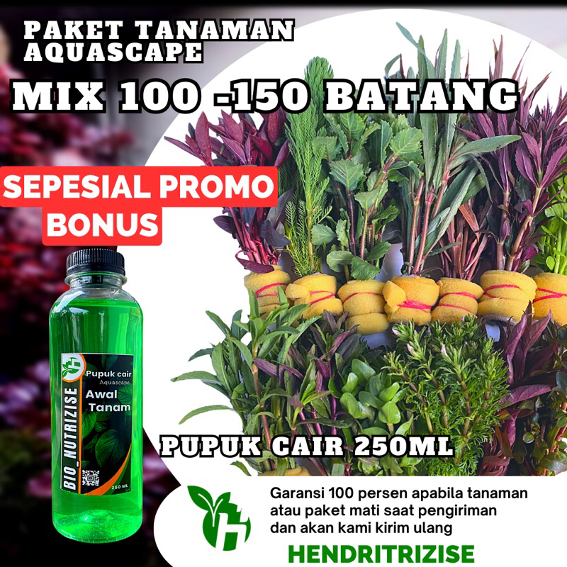 Paket Tanaman Aquascape 100 - 150 Batang  Mix - Tanaman aquascape Tanpa Co2- Tanaman Aquascape / Tum