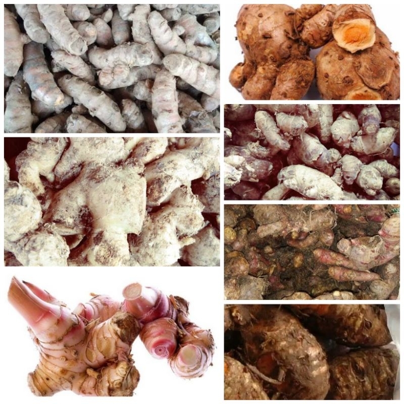 

jahe, kunyit, lengkoas, biang, temulawak, kencur, jahe merah 1kg