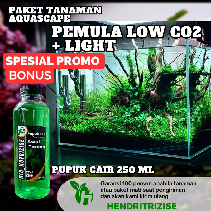 Paket Tanaman Aquascape Pemula Low Co2 ( Tanaman Aquascape Tanpa Co2 ) - Tanaman Aquascape