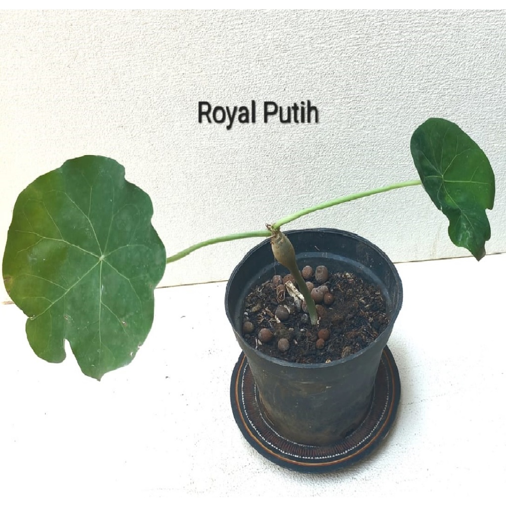 TANAMAN HIAS JARAK BALI / JARAK BOTOL / BUDDHA BELLY