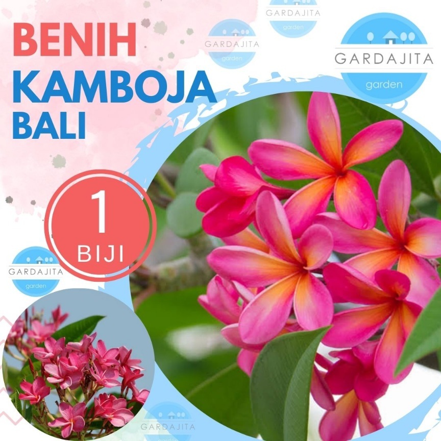 Benih KAMBOJA BALI PINK - Biji Bunga