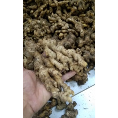 

Terkini JAHE EMPRIT 1kg