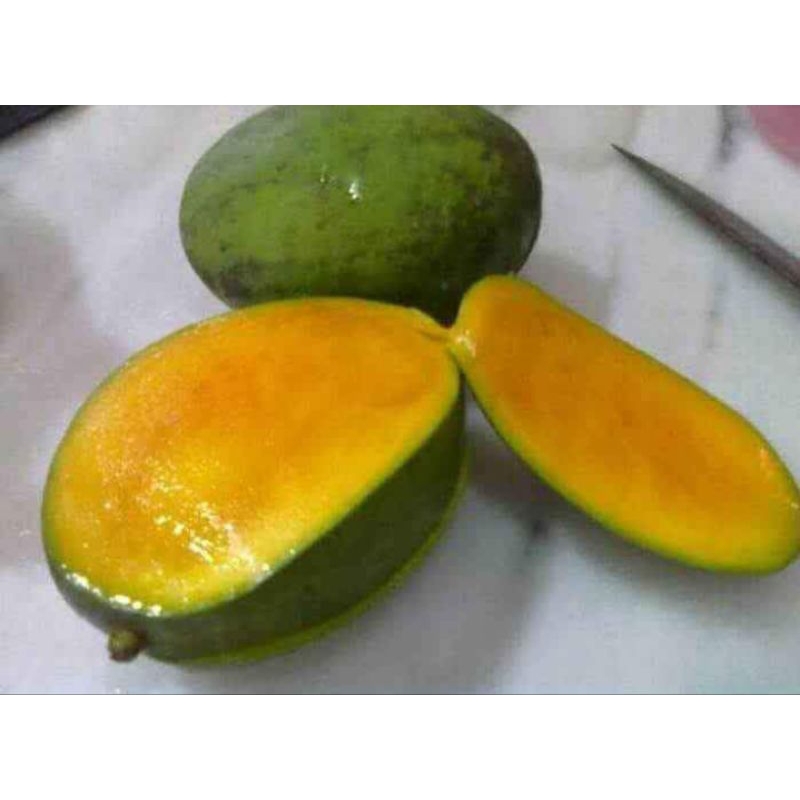 Mangga Kweni/Bibit
