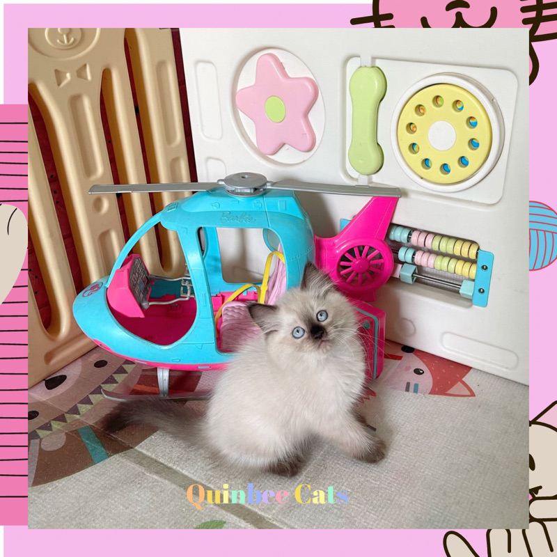 Kucing Himalaya  Seal Point betina