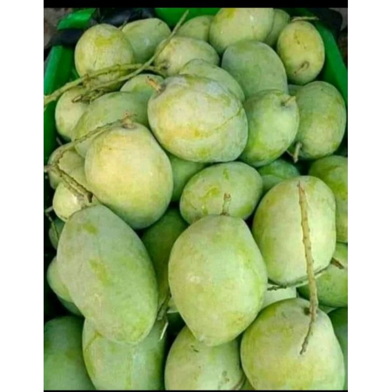 

BUAH MANGGA INDRAMAYU MENGKEL 1kg