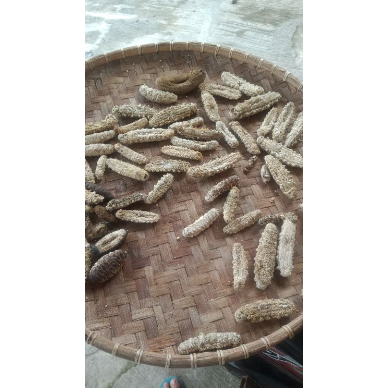

haisom duri gamat isi 3-5