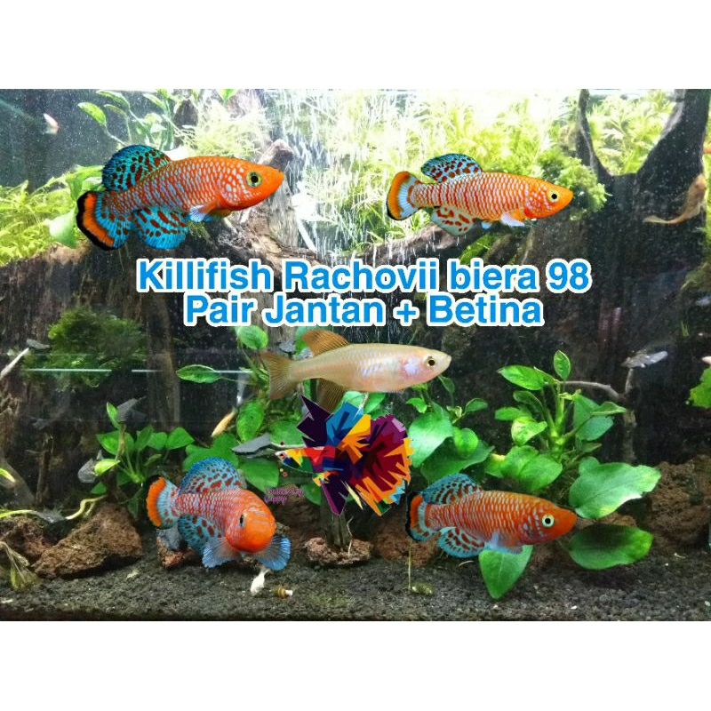 killifish Rachovii/aksesoris kebutuhan aquarium