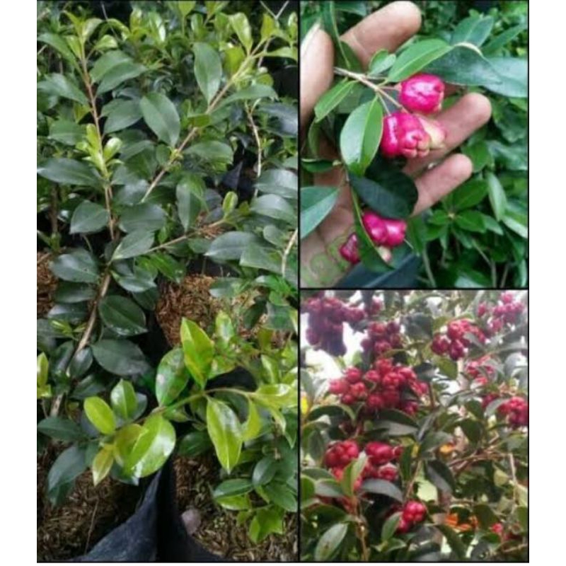 bibit buah jambu lili pily