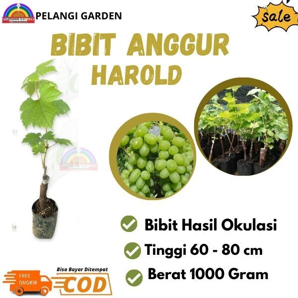Bibit Anggur Harlod, Bibit Anggur Import Harlod Unggul, Bibit Anggur Unggulan, Bibit Anggur Berkuali