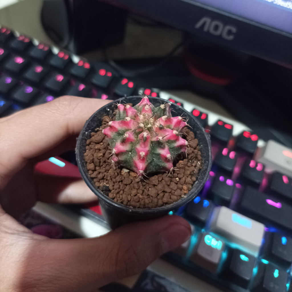Kaktus Gymnocalycium Multicolor