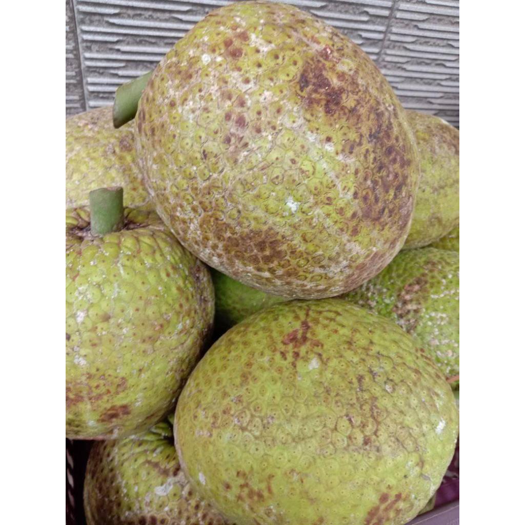 

buah sukun tua pulen dan wngi isi 1kg