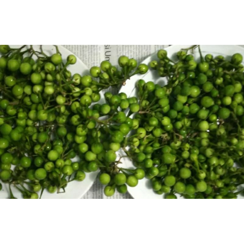 Buah tanaman cepokak/tekokak/rimbang enak buat lalapan dan obat sakit mata diambil langsung dari poh