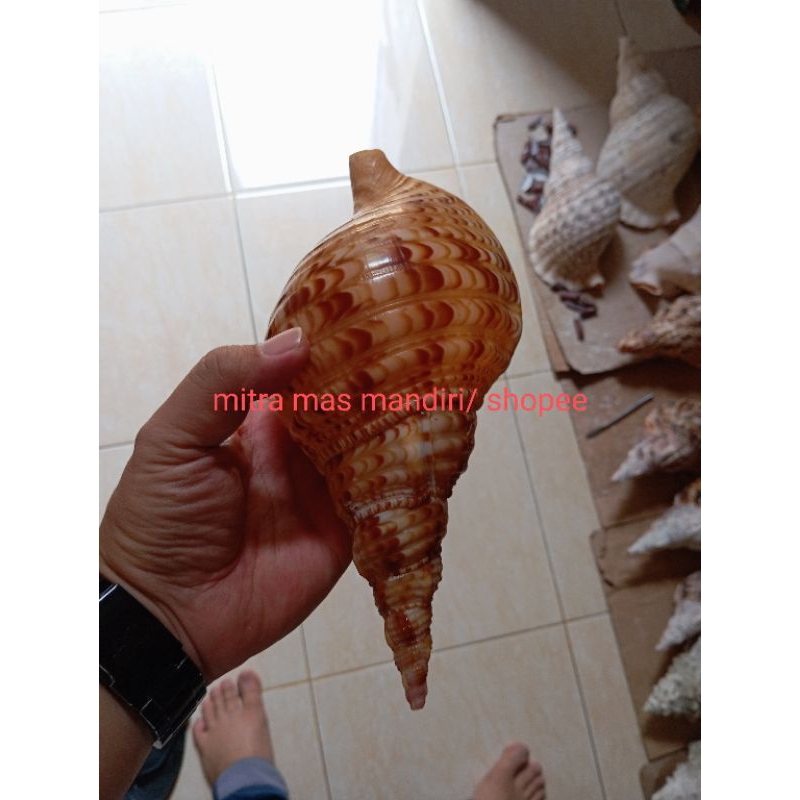 Cangkang keong triton jumbo untuk hiasan akuarium