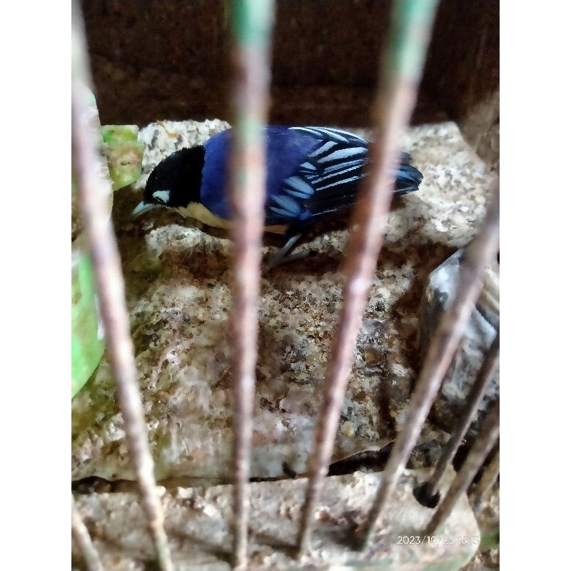 burung rambatan doraemon
