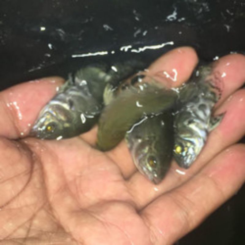 anakan ikan oscar batik tiger