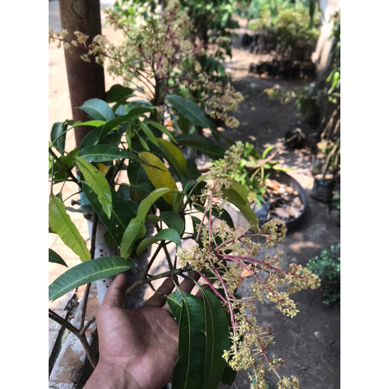 Bibit Mangga Berbunga