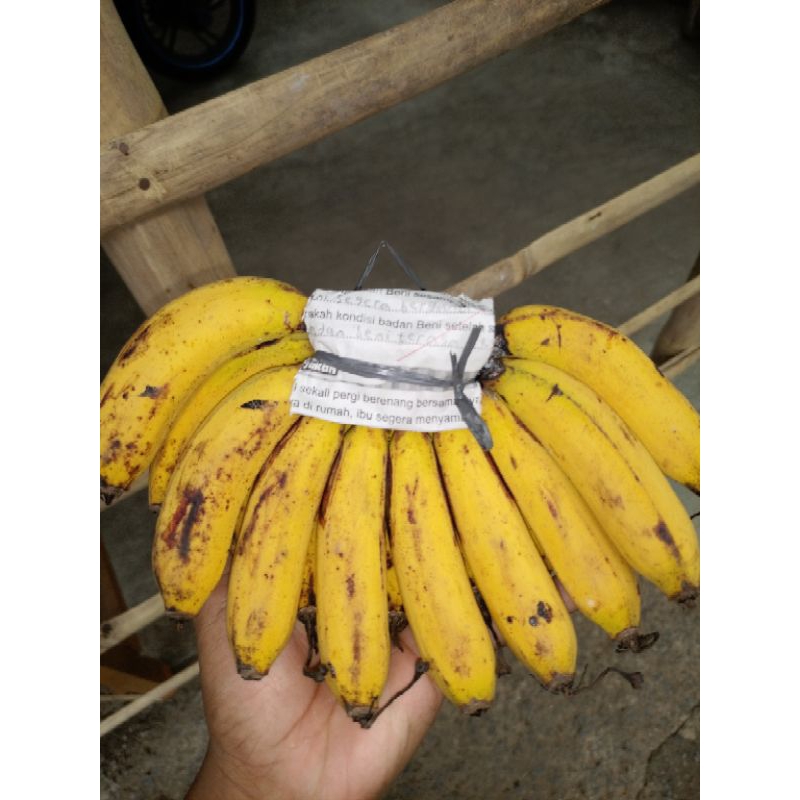 

PISANG BARANGAN. MENTAH, SETENGAH MATANG, MATANG