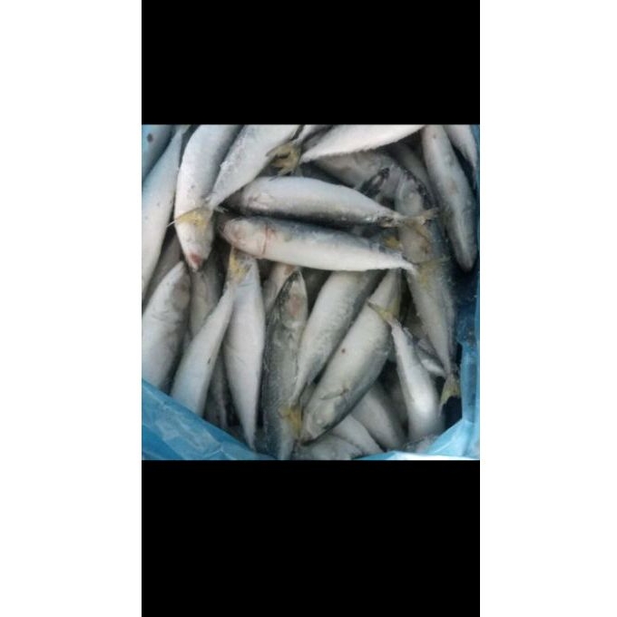 

IKAN SALEM/MOJANG BK