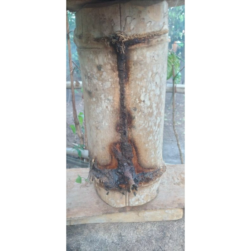 itama dalam bambu log ori