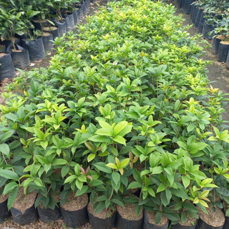 Tanaman Sweet Osmanthus 80cm