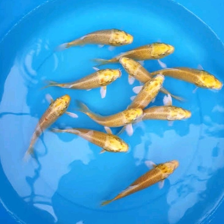 paket 2 ekor koi ogon