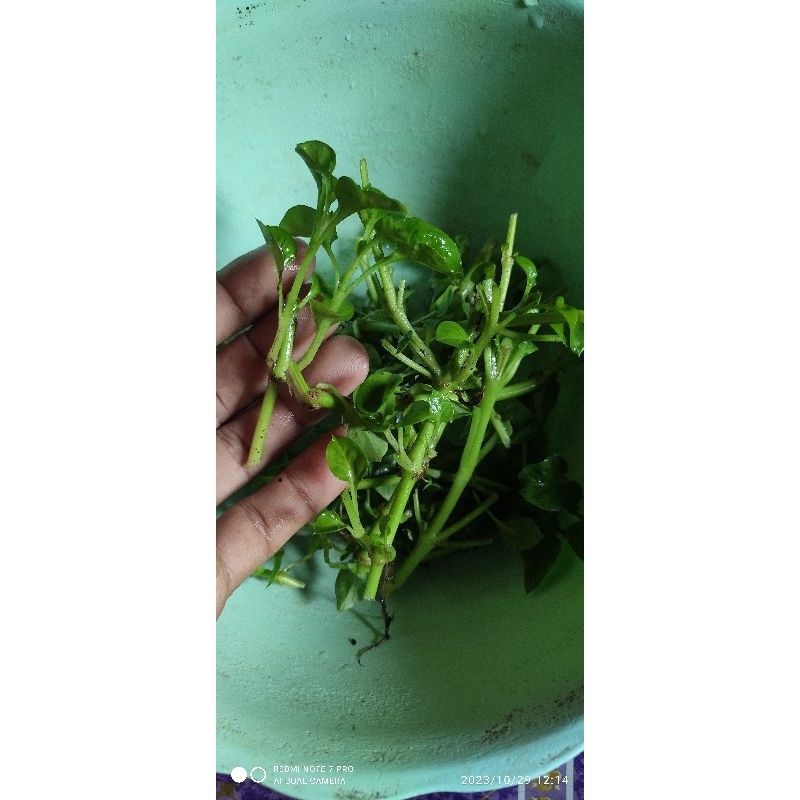 Stek Batang Bayam Brazil isi 10 Stek