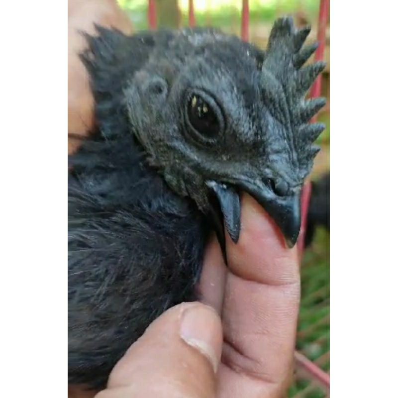 Ayam Cemani lidah hitam
