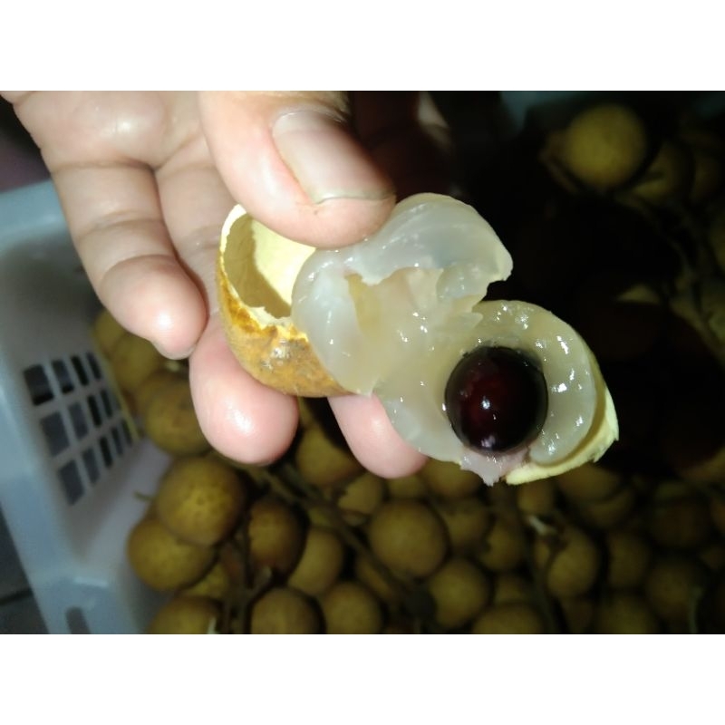 

klengkeng import