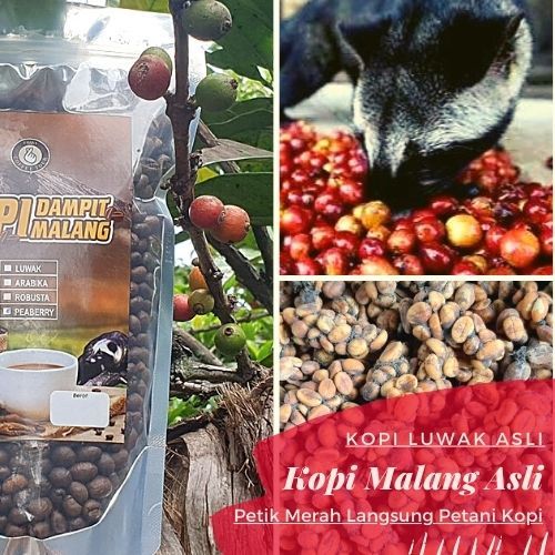 

kopi Luwak Liar Asli Robusta Dampit Malang Bubuk Biji Murni 150 gr