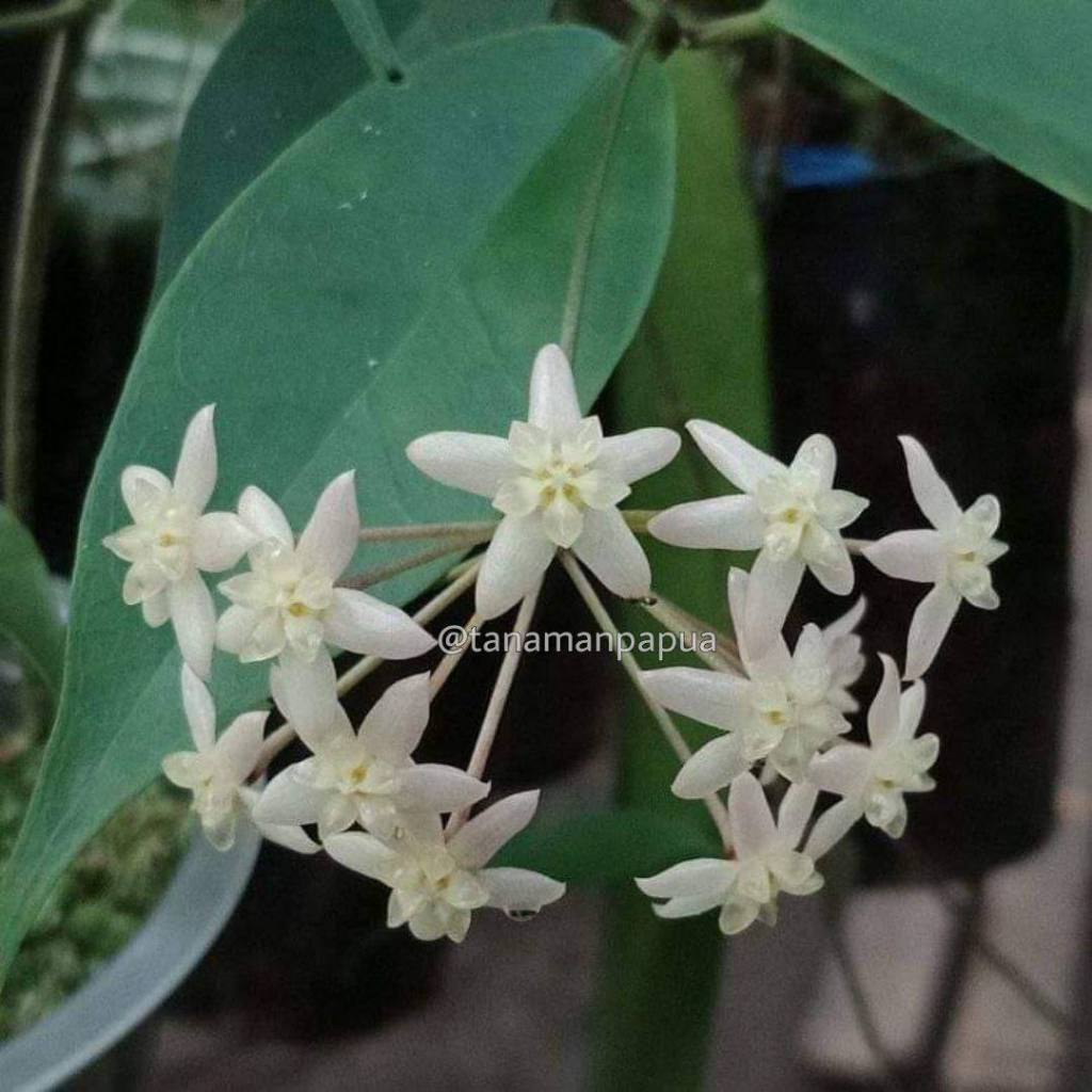 Tanaman Hias Hoya Exilis Spesies Papua