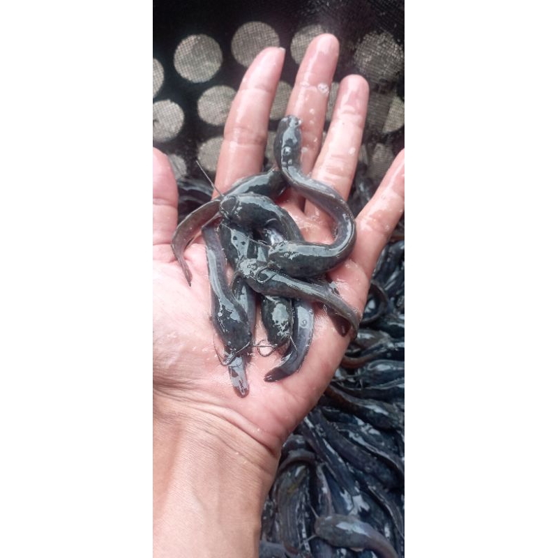 bibit lele ukrn 6-7cm