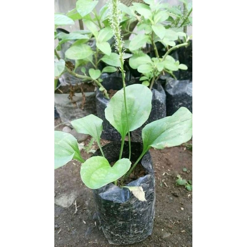 

daun sendokan/daun Kiurat segar fresh herbal 100gr