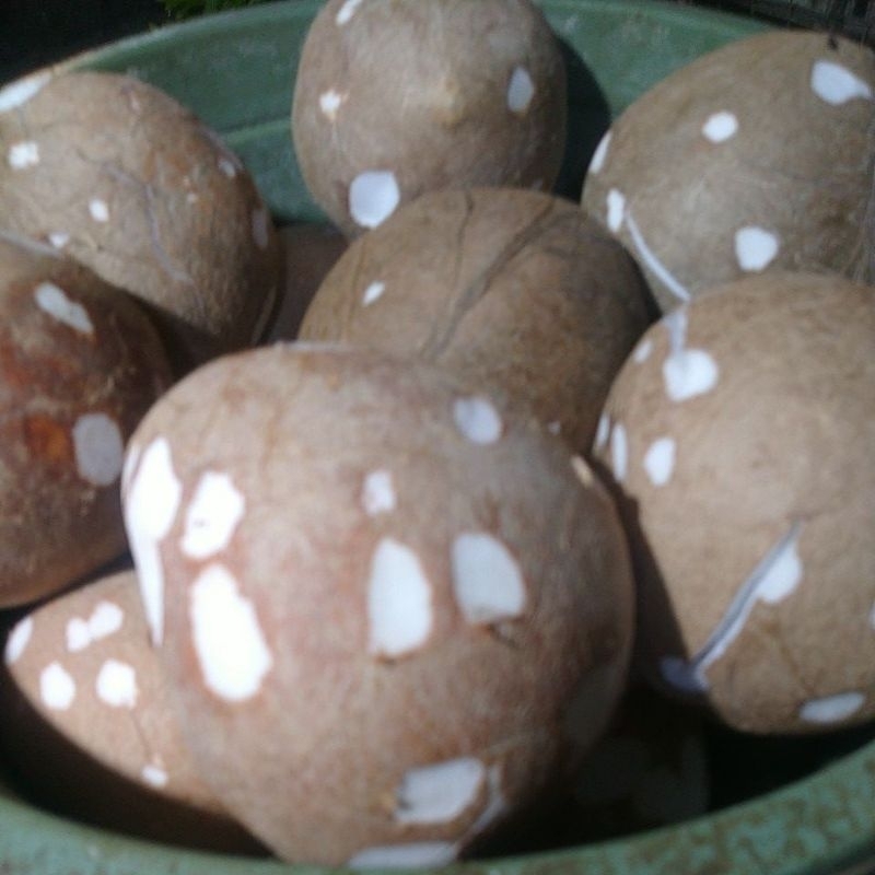 

kelapa parut dan kelapa buah